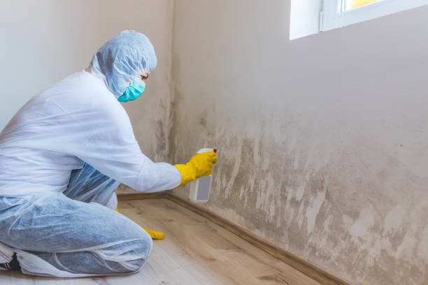 Licensed Black Mold Remediation service in Verona, VA - 24 Hour Mold Removal