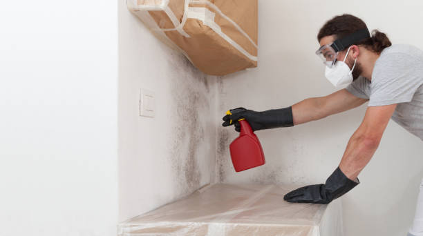 Professional Black Mold Remediation technician working in Verona, VA