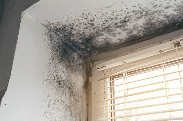 Affordable Black Mold Remediation solutions in Verona, VA
