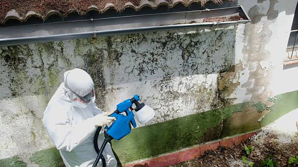 Top rated local Black Mold Remediation specialists in Verona, VA